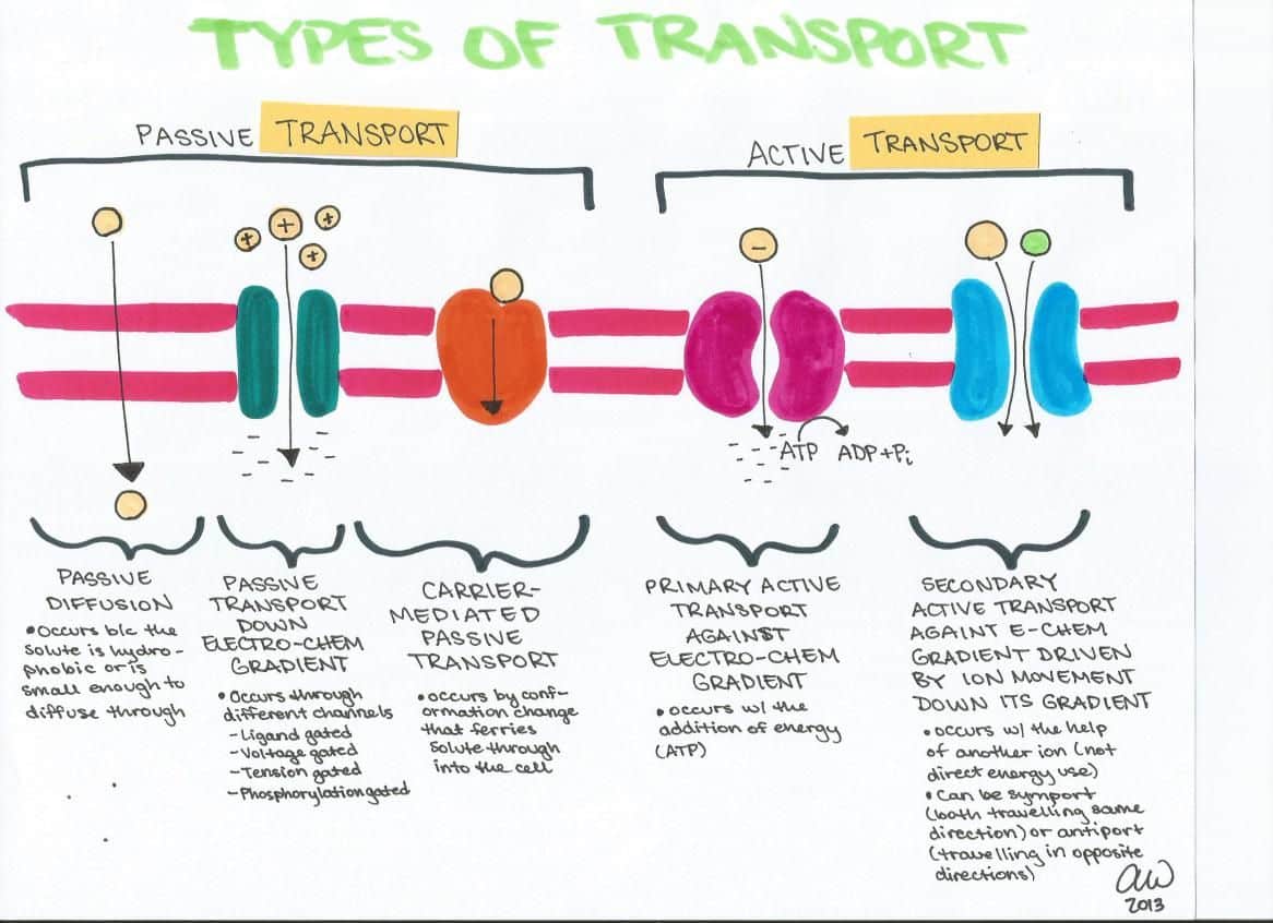 what-is-transportation-in-biology-tutordale