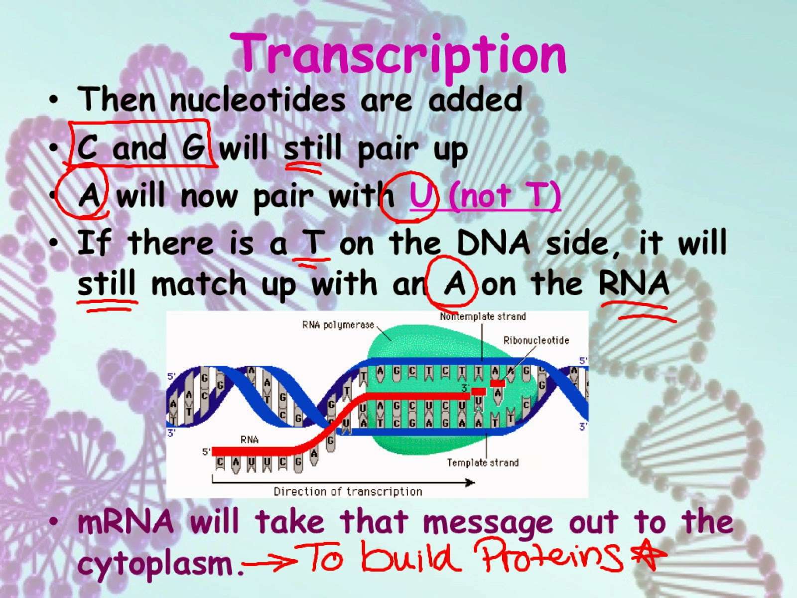 Here are транскрипция. Take took транскрипция. Транскрипция Exhibition. Transcription Biology. Show транскрипция.