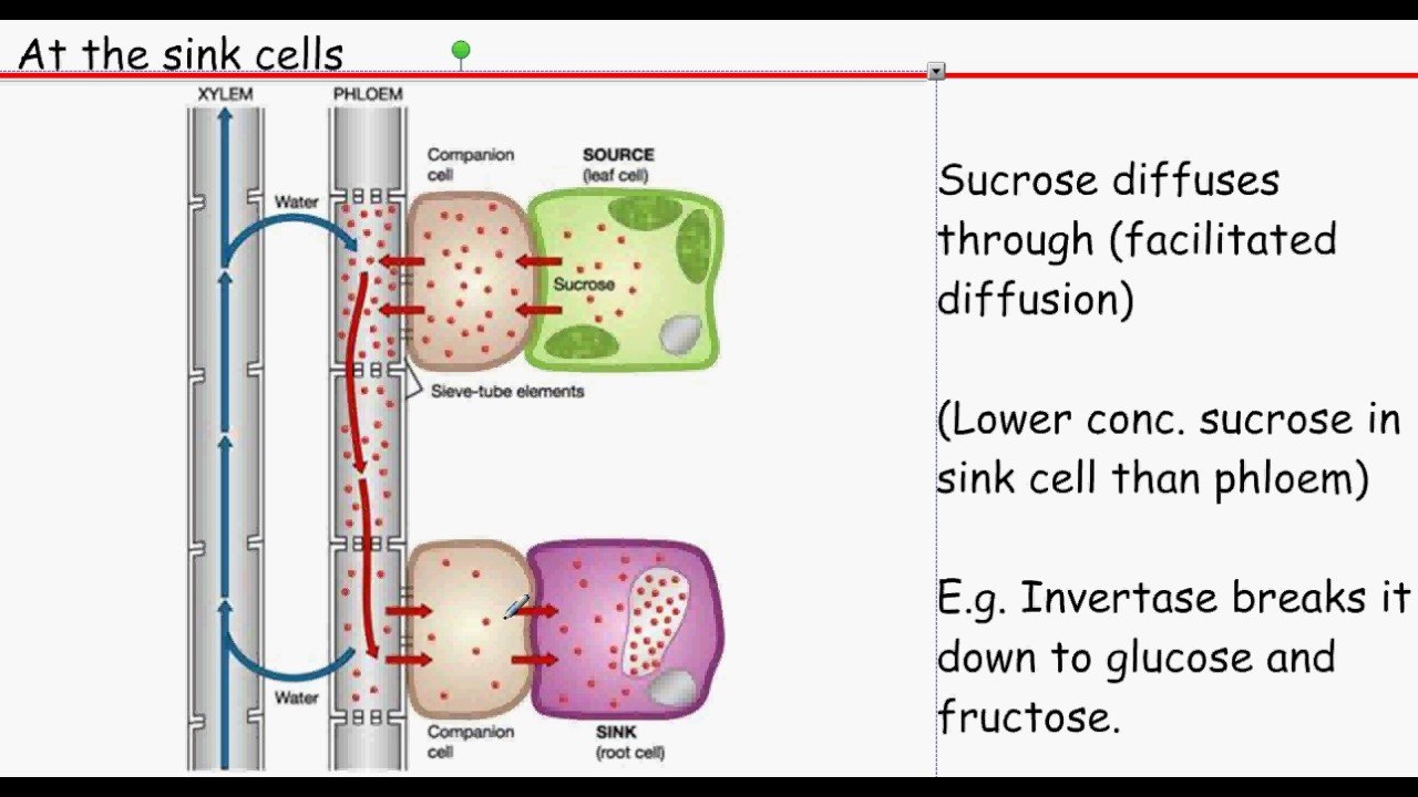 what-is-translocation-in-biology-tutordale